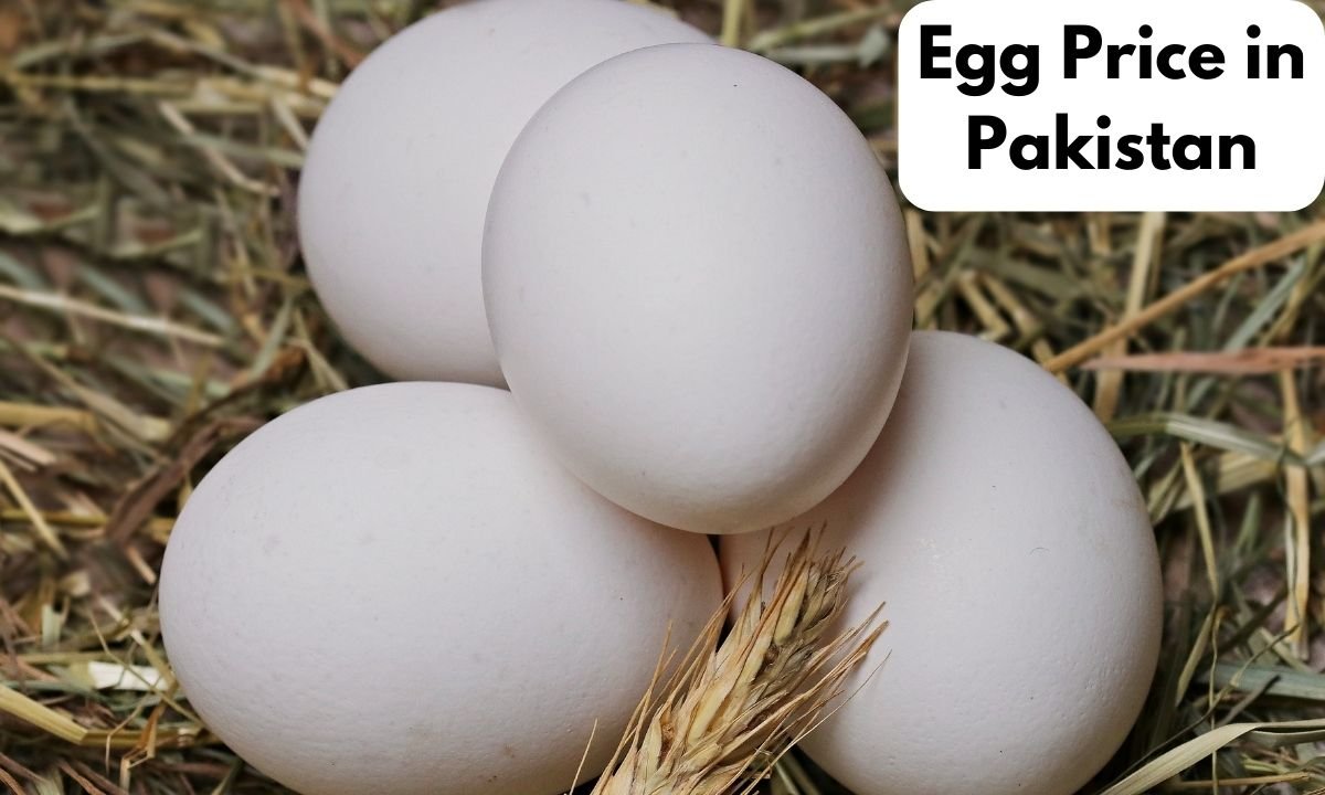 Egg Price in Pakistan (Latest Guide)