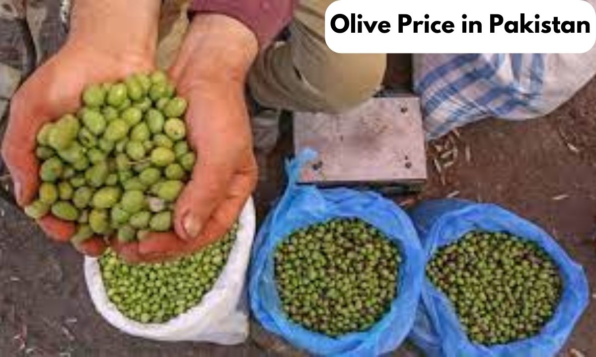 Olives Price in Pakistan